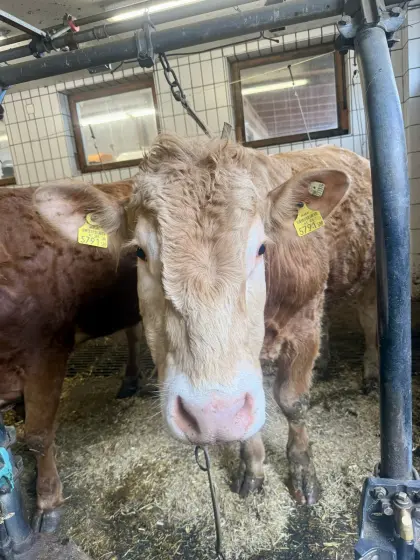 Blonde d‘ Aquitaine