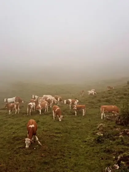 Stellengesuch Landwirtschaft, Milchviehbetrieb