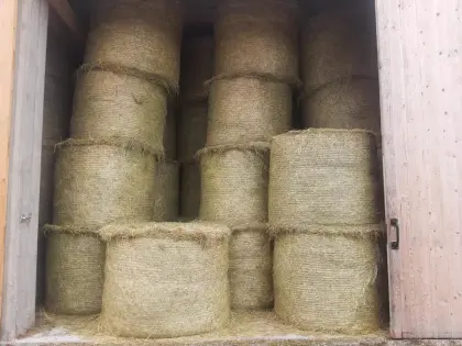 Bio Heu in Rundballen
