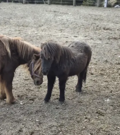 Minishetty Stutfohlen