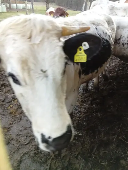 Pustertaler Sprinzen Bio