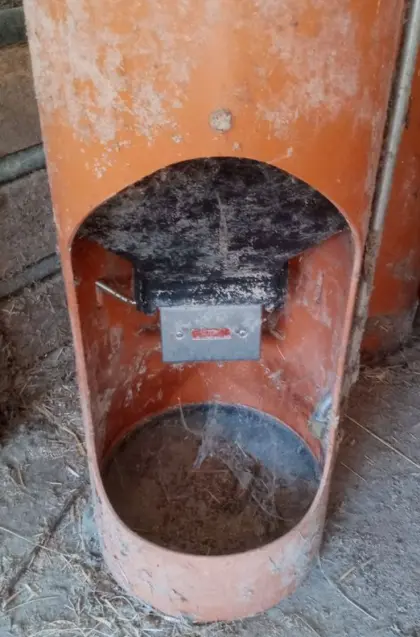 Breifutterautomat für Schweine