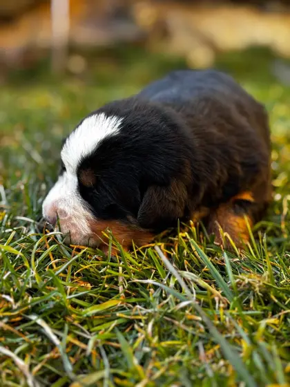 Berner Sennenhund × Swissydog