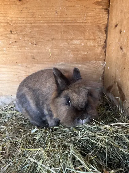 Verkaufe Zwerghasen weiblich