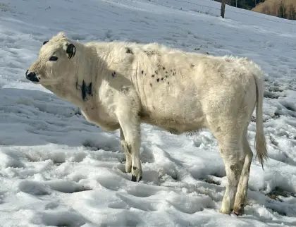 Pustertaler Sprinzen Kalbin Bio