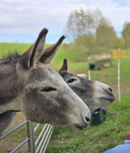 Eselstute und Eselwallach zu verkaufen