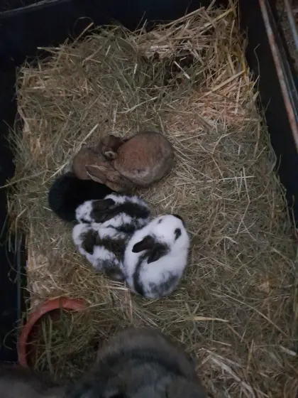 Deutsche Riesenhasen