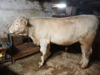 Charolais/Fleckvieh Sprungstier