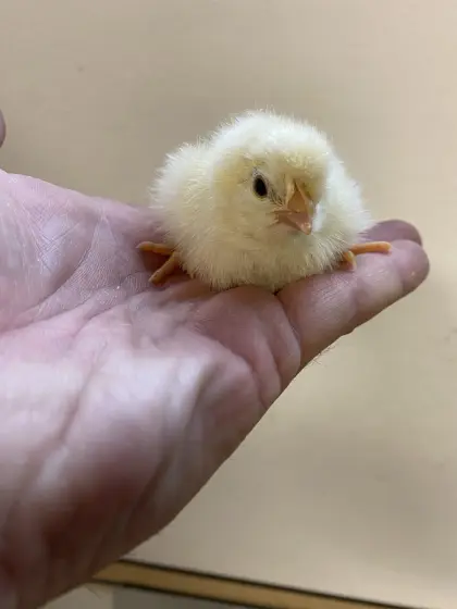 Sulmtaler, Bresse Küken