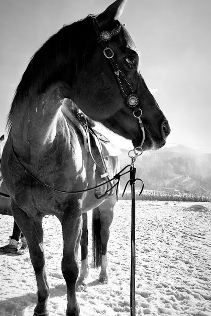 Reitbeteiligung für Westernpferd gesucht!
