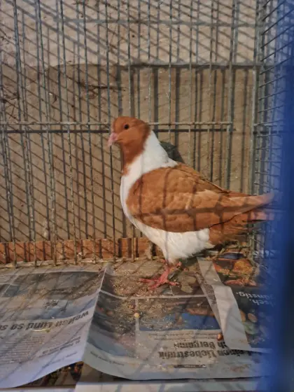 Mährische Strassertauben