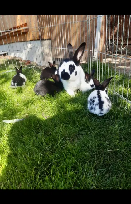 Deutsche Riesenschecken