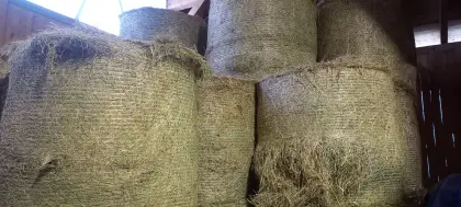 Heu 1. Schnitt, 2. Schnitt