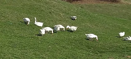 Gänse + Gänseeier