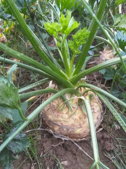 Hilfsarbeiter/in in der Landwirtschaft