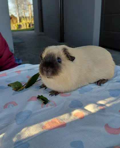 California-Meerschweinchen