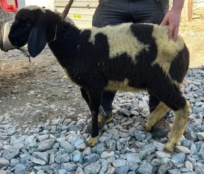 Verkaufe Tscheggenlamm