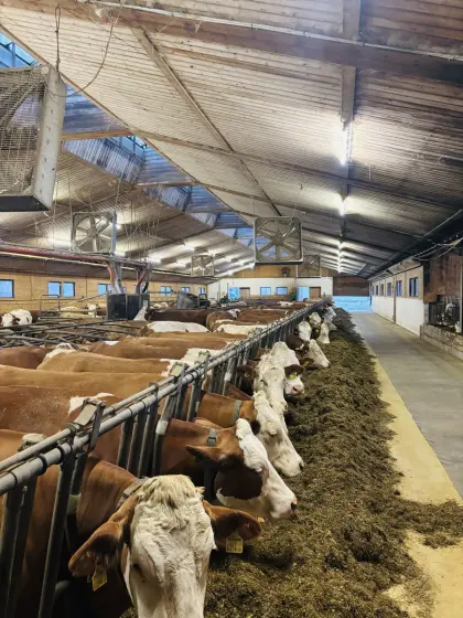 Stallgebäude Wolf-Halle