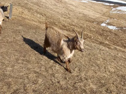 Ziege Passeirer Kreuzung