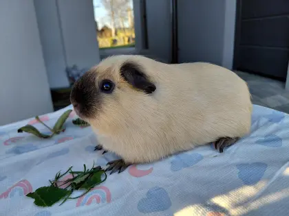 California-Meerschweinchen