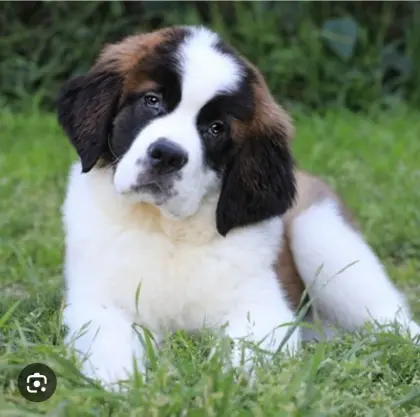 Bernhardiner Mischling