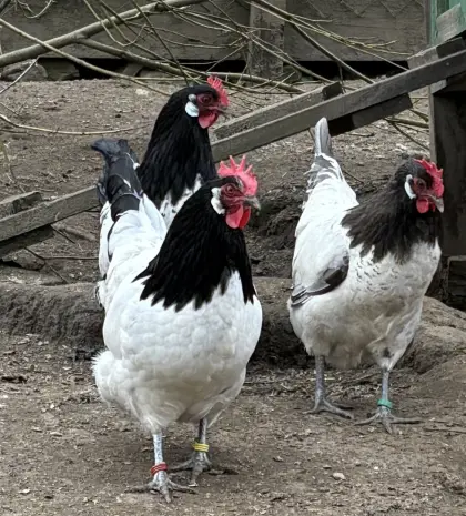 Lakenfelder-Bruteier