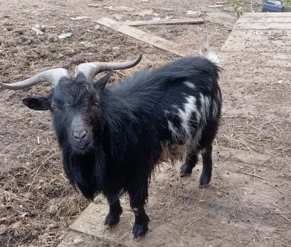 Zwergziegenbock sucht dringend neuen Platz