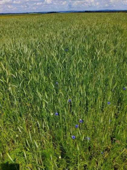 BIO Triticale und Roggen ab Feld