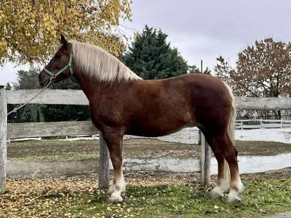 Hübsche 7-jährige Kaltblut-Stute