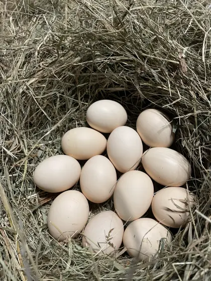 Reinrassige Sussex Bruteier, bunt gemischte Bruteier