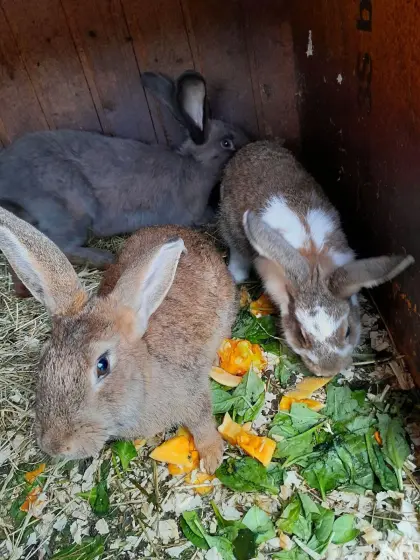 Deutsche Riesenhasen