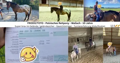 Reitpony Wallach 10 Jahre zu verkaufen