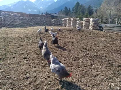 Legehennen - Grünleger