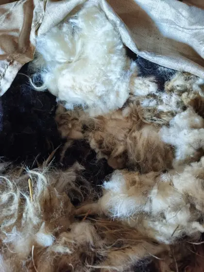 Schafwolle