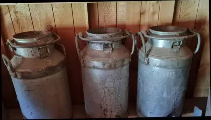 Alte Milchkannen