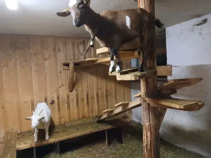 Ziegen zu verkaufen.