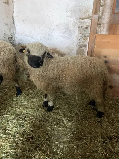 2stk wallieser Schwarznasenschaf