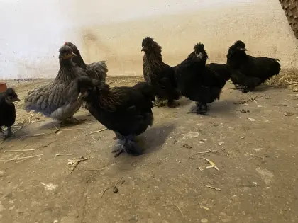 Zwerghühner Zwergseidenhühner Hennen Paduaner Zwergpaduaner