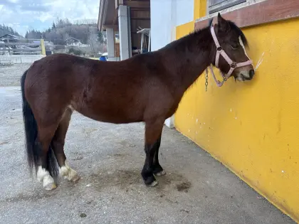 Welshponystute Sektion A - kinderliebes Pony Lady Jane vom Warmuthhof