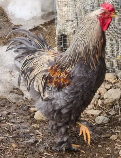 Verkaufe 3 Brahma-Hähne, auch einzeln, verschiedene Farben.