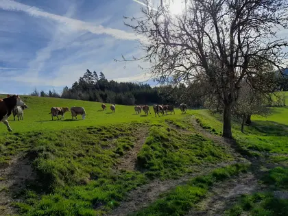 trächtige BIO Kühe in Milch und trächtige Kalbinnen