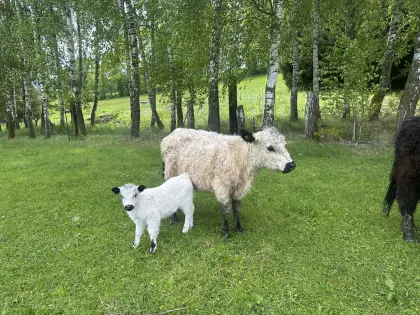 Galloway - Kalbinnen und Stiere