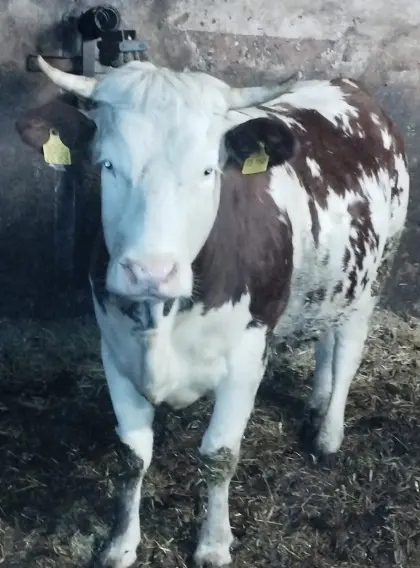 Tragende Hinterwälder Kuh zu verkaufen