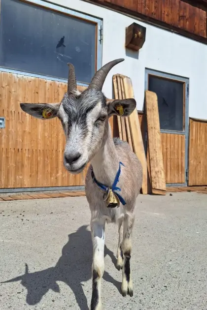 Ziege sucht neues Zuhause