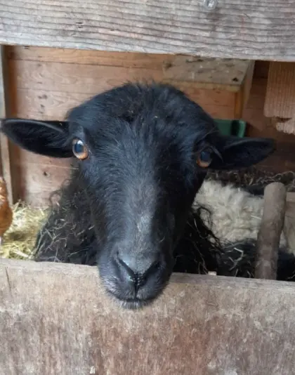Quessantschafe in Familiengruppen