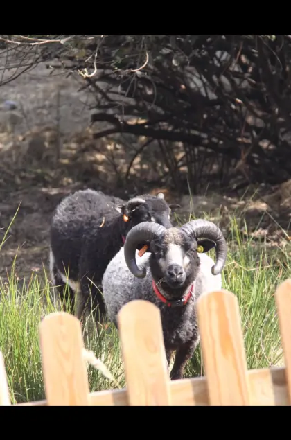 Shetland Schafböcke kastriert