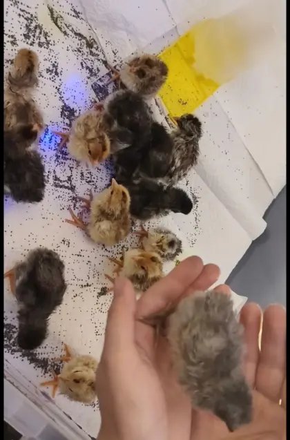 Blumenhuhn Küken
