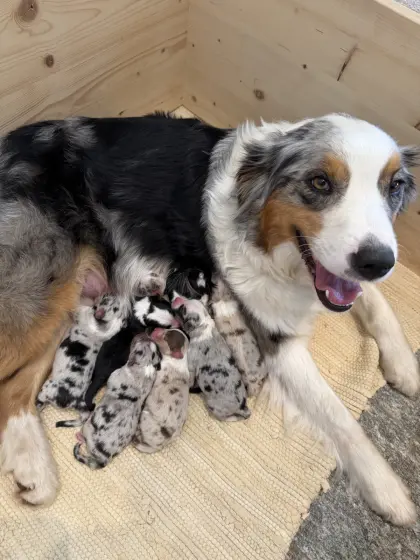 Australian Shepherd Welpen vom 13.03.2026