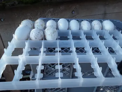 Gänseeier zum selbst ausbrühten