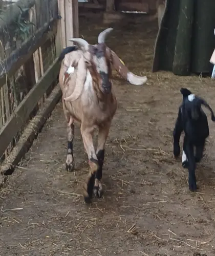 100% Anglo Nubier Mondschecke mit weiblichem Kitz